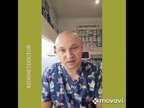 Соль, польза или вред для собак и кошек #Зооветдоктор #zoovetdoctor #УшаковДмитрийМихайлович