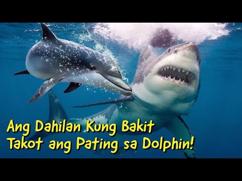 Video: Maling Akala Ng 7 Tao Tungkol Sa Dolphins