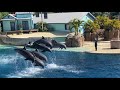 Dolphin Adventures Bottlenose Dolphin Show at Seaworld Orlando #dolphins