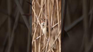 Great reed warbler singing | Film Studio Aves #wildlife #birds #nature