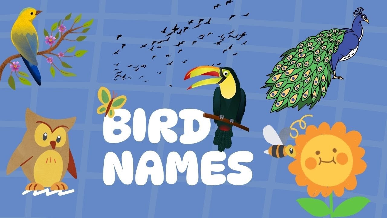 "How to Identify Birds: A Beginner’s Guide!"