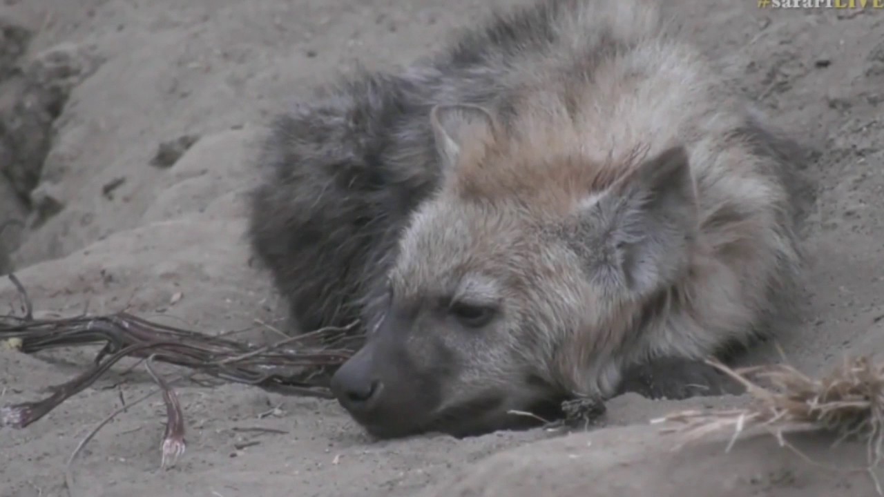 sindile faku July 27 2017-Sunrise -Sleepy Hyena with Ale