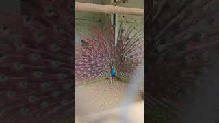 Beautiful Peacock 🦚 #music #song #live #youtubeshorts #travel #krishna #krishnabhajan #janmashtami
