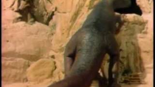 Vídeo de Dinossauro