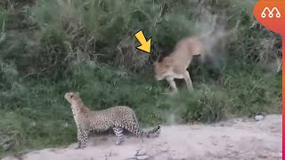 O LEOPARDO NÃO VIU O LEÃO SE APROXIMANDO E SE DEU MAL