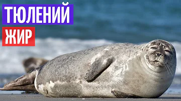 Жир тюленя I Хотите оставаться молодым и здоровым? I Секреты народной медицины