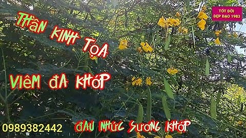 Bài thuốc || Cây Điệp vàng || trị thần kinh tọa || đau nhức sương khớp