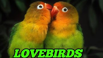 Rosy-Faced Lovebird Chirping Sounds - Orange-Faced Green Pied & Red-Headed Green Opaline