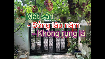 05 lý do bạn nên trồng cây này cho sân nhà, sân thượng | THÍCH TRỒNG CÂY TV