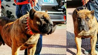 El Moloso Presa Mayo El Perro De Defensa Definitivo?