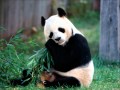 パンダがなんだ ～山梨鐐平～