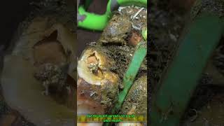 Huge Cow Hoof Abscess Explodes Open 😱 Satisfying Infection Removal
