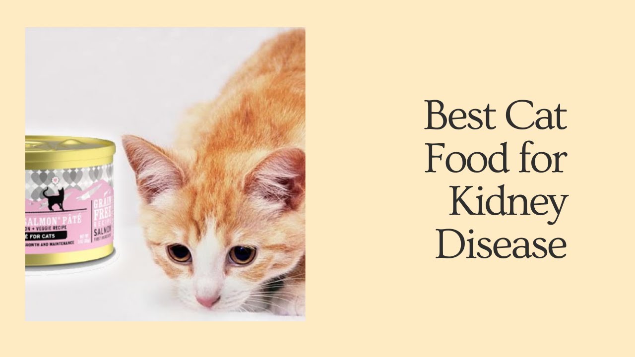 BestBest Cat Food for Kidney Disease YouTube