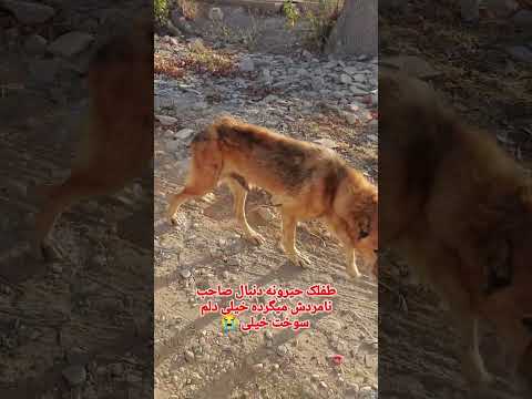 درود دوستان انداختنش بیرون پیرمرد رو دنباله صاحبش میگرده سگ مهربون  