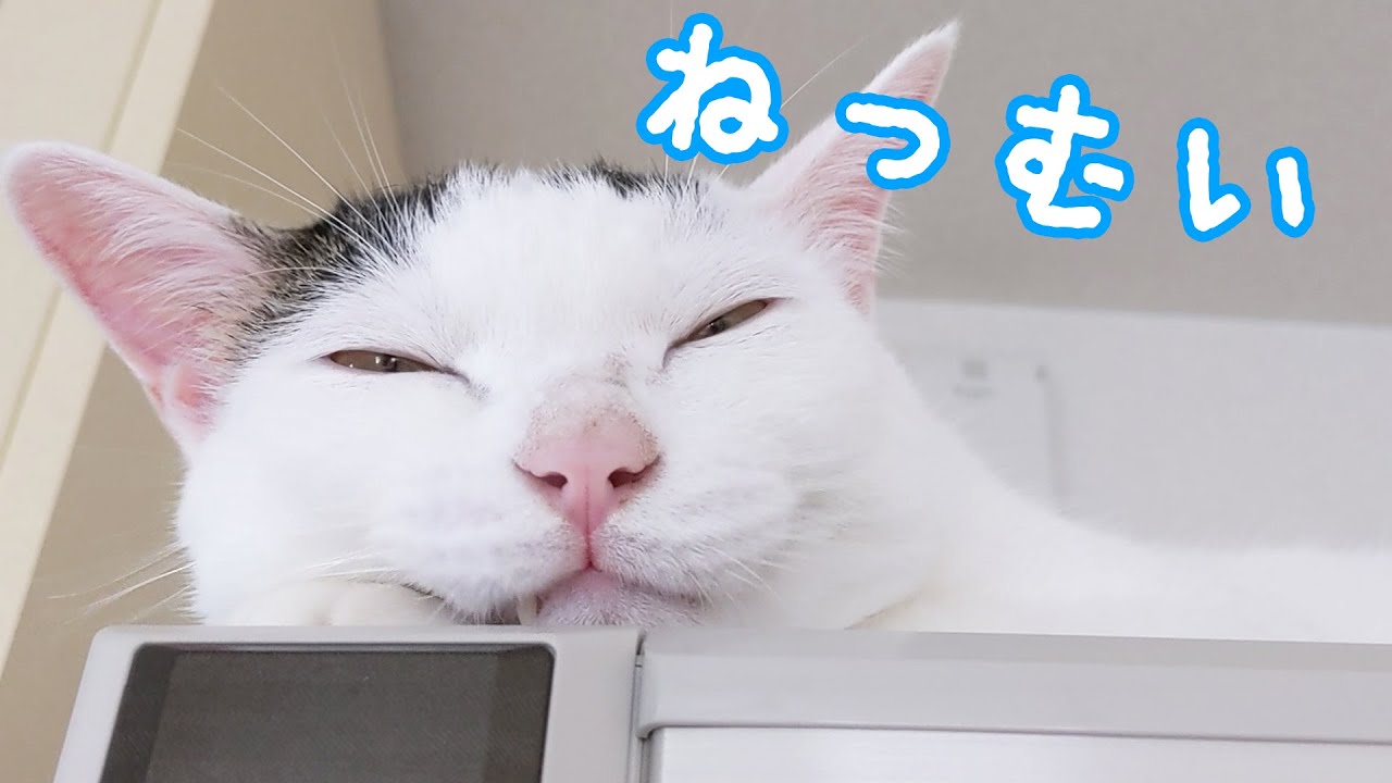 お昼寝直前もお喋りする猫