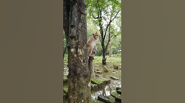 Wildlife monkey in Amber troop #animalmonkey #monkey #animallife #nature #wildlife