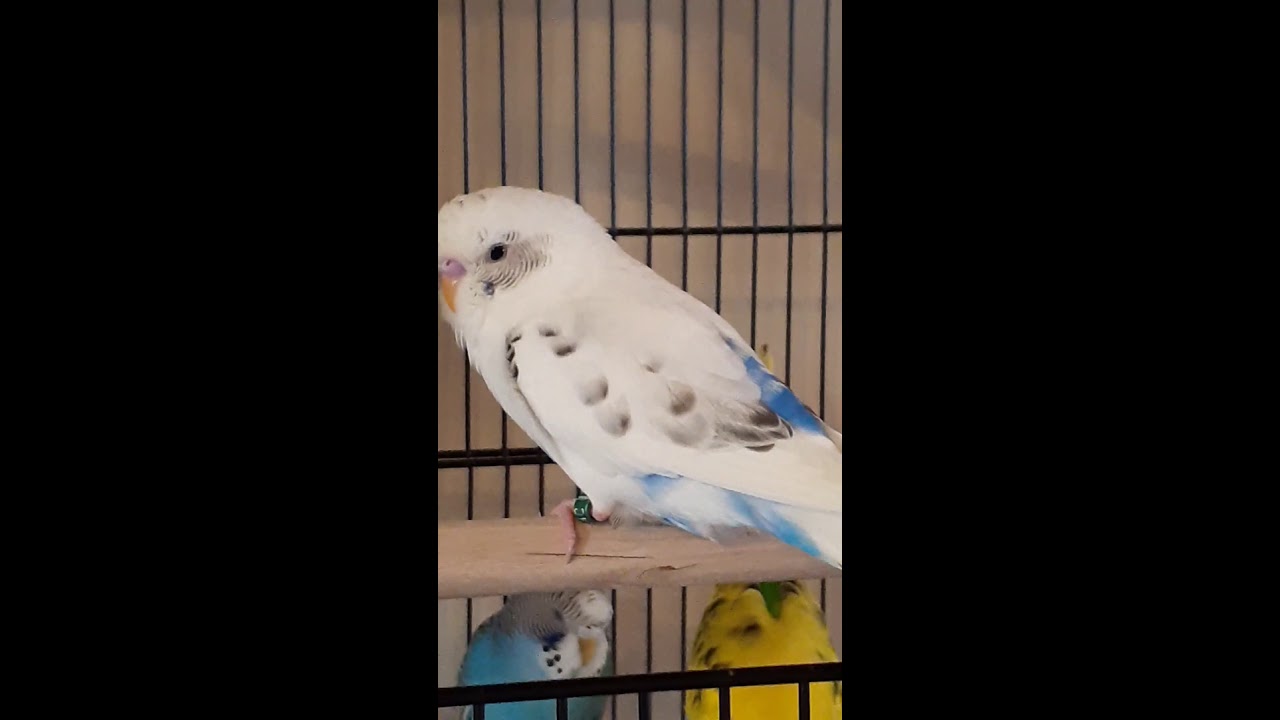 white budgie on a closer look how beautiful 