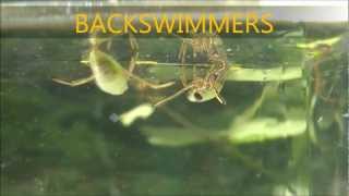 BACKSWIMMERS GETTING THE FINGER - Notonecta glauca