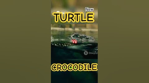 Can a Crocodile Break a Turtle’s Shell?