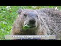 Groundhog Damage and Control