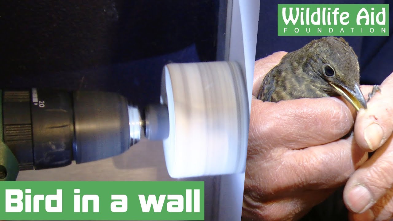 wildlife sos facebook Cutting a trapped bird from a shop wall!