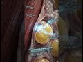 The Nobel Prize Secret to Total Body Healing