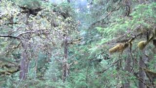 Butte Falls Molalla River 071