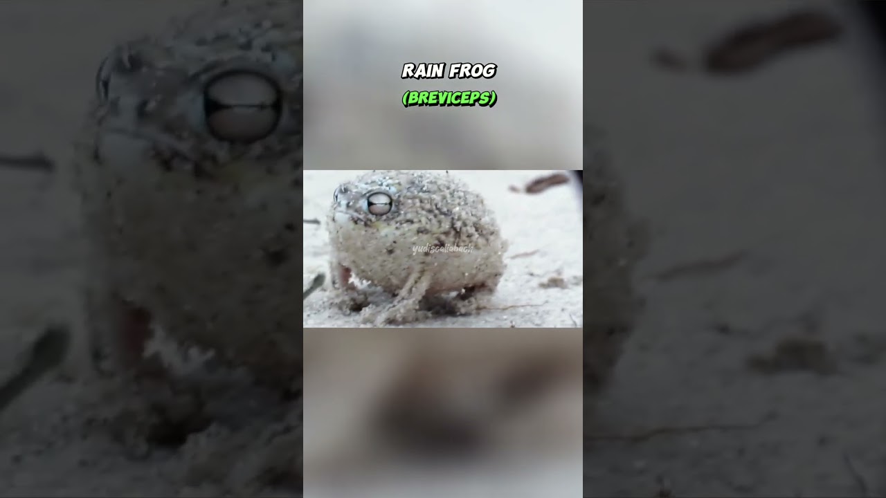 rain frog call brevicep sound suara katak hujan