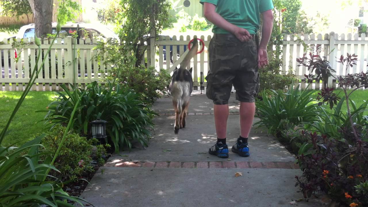 K9Conservatory-Duncan-TARGET-reps