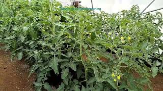 Tomato desuckering| Hydroponics farming. #tomato #hydroponics