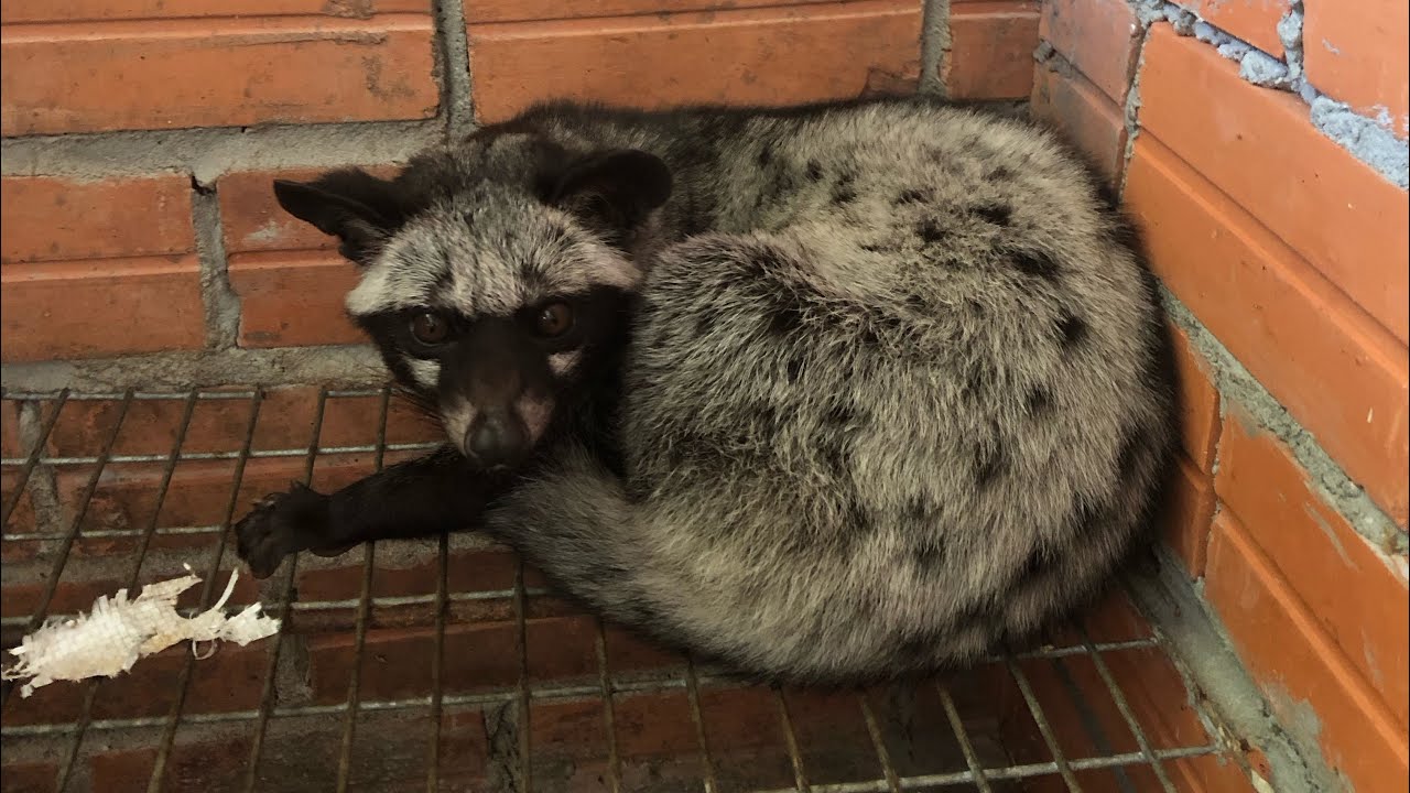 Lót ổ cho chồn đẻ để tránh hao hụt#chonhuonggiong #traichonhuongtayninh#chonhuongsinhsan