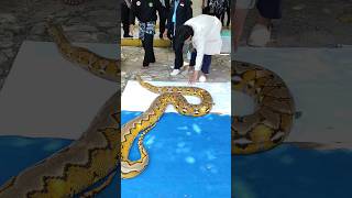 Watch till the end 🔚🔚. #reticulatedpython #indonesia #giantreptile #python