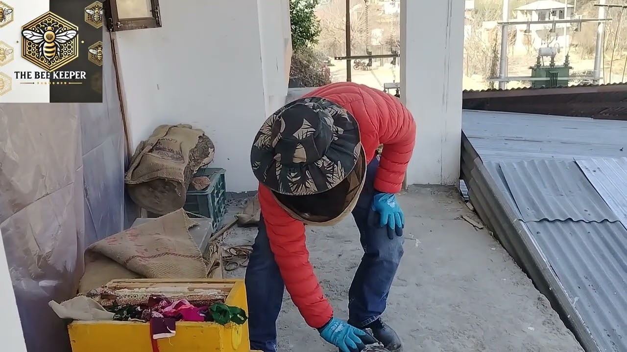 Inspection of hives after winters 