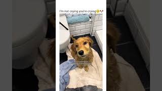 “Put your hand up if you’re crying”. Me:🙌🏻 #dog #funny #petshub #dogshorts #pets #dogofyoutube