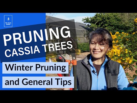 Pruning Cassia in Winter (Cassia/Senna bicapsularis)