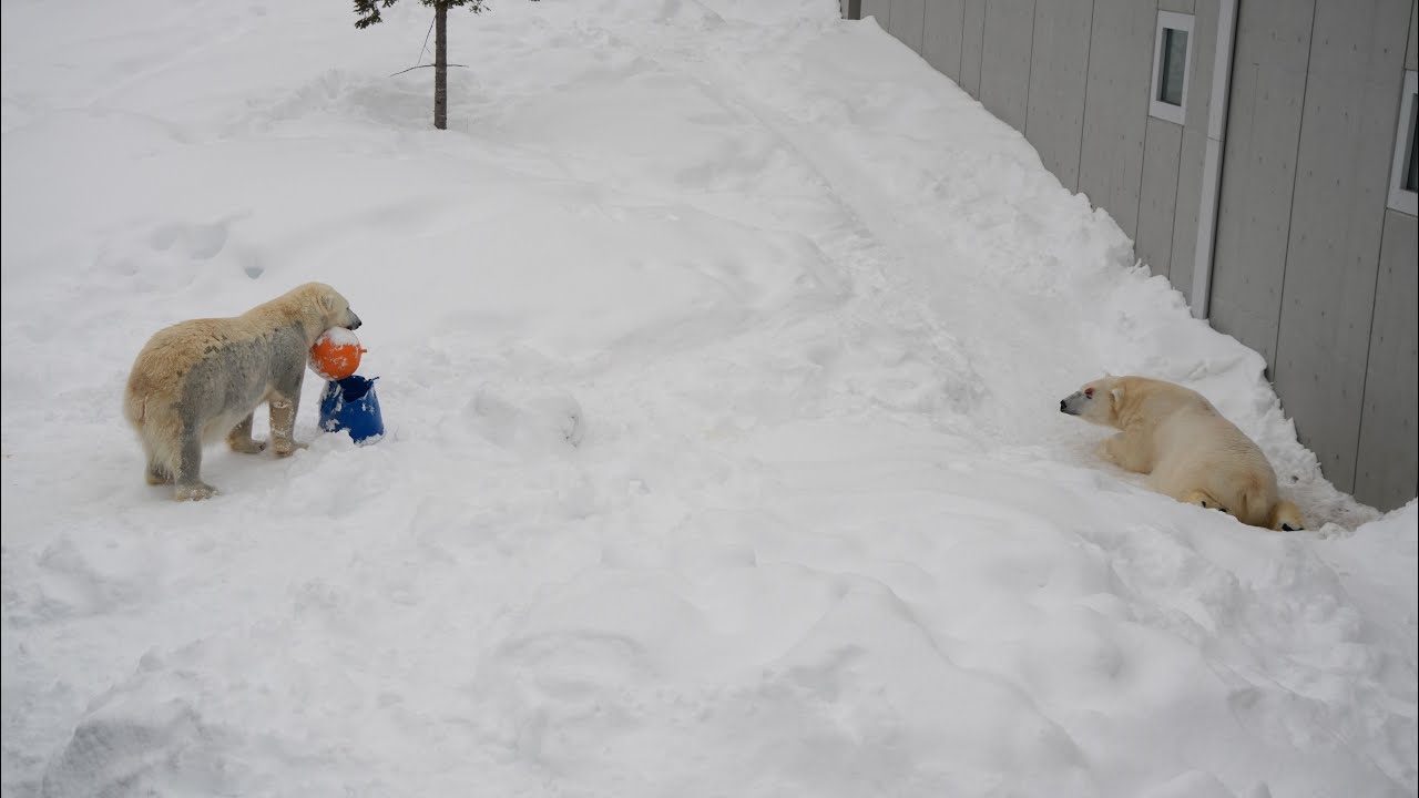 2026 2 1 円山動物園 リラ ライト
