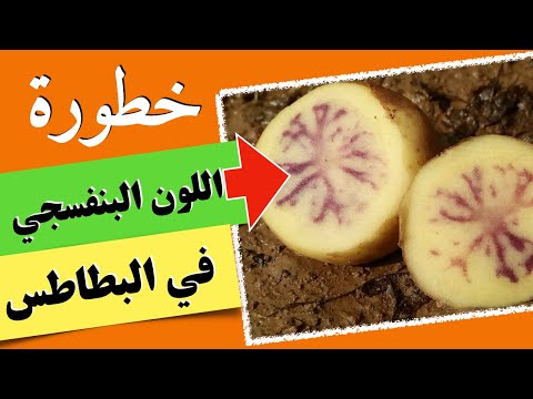 البطاطس خطورة اللون البنفسجي في البطاطس