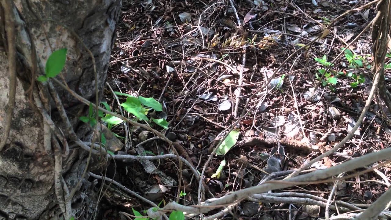 Находка черепахи Kinixys