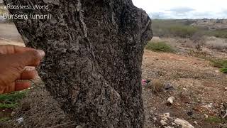 The Endemic Bursera Lunanii In Jamaica