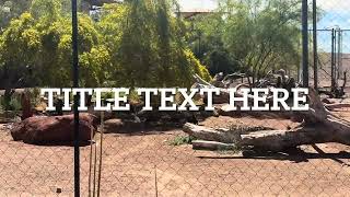 California condor behavior analysis 