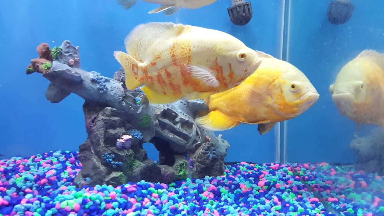 Oscar and peacock bass community Fish tank YouTube