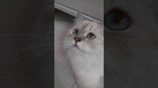 #lila #prenseslila #kedivideoları #cat #catshorts #catlover #funny #pets #kitten #trending  #keşfet