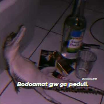 Vidio keren. Buaya minum miras/ciu