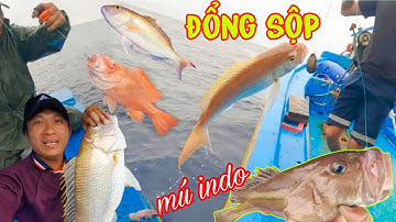 CÂU TAY 9_Kỉ Thuật CHẠY DÒ ĐIỂM HỐT LUÔN Ổ Cá Đổng Sộp,Mú INDO Kéo Câu Không Thể Kịp Thở