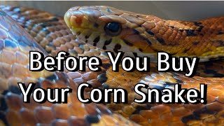 3 Things To Do Before You Buy A Corn Snake