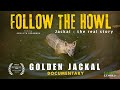 Follow The Howl Jackal The Real Story Award Winning Wildlife Documentary 2024 Goldenjackal 
