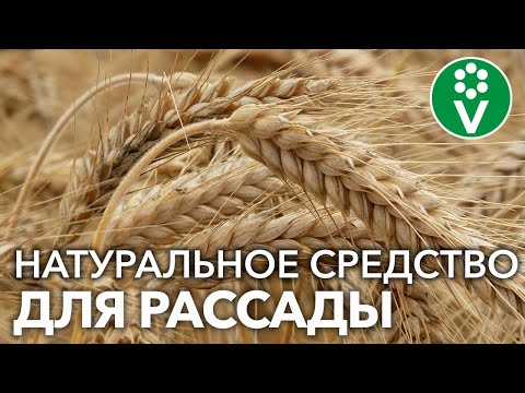 Не выбрасывайте это ценное удобрение для подкормки рассады!