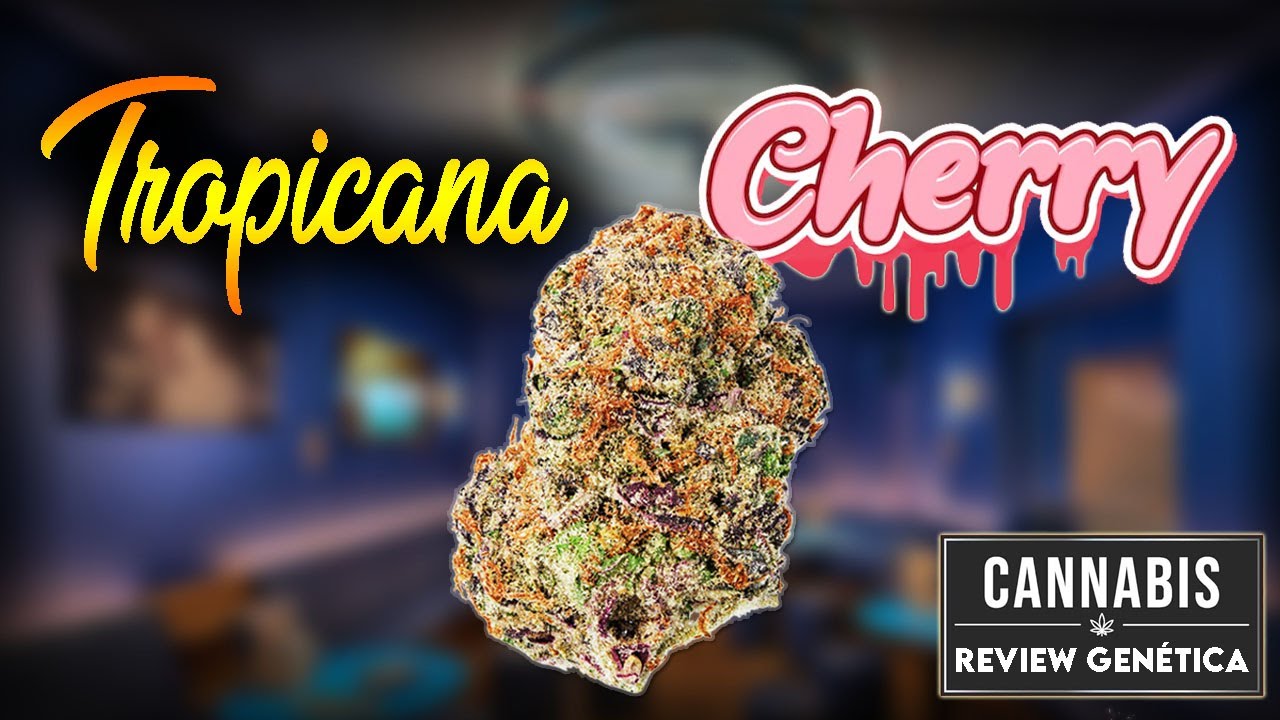 Review Genética: Tropicana Cherry | Explosión frutal y cítrica