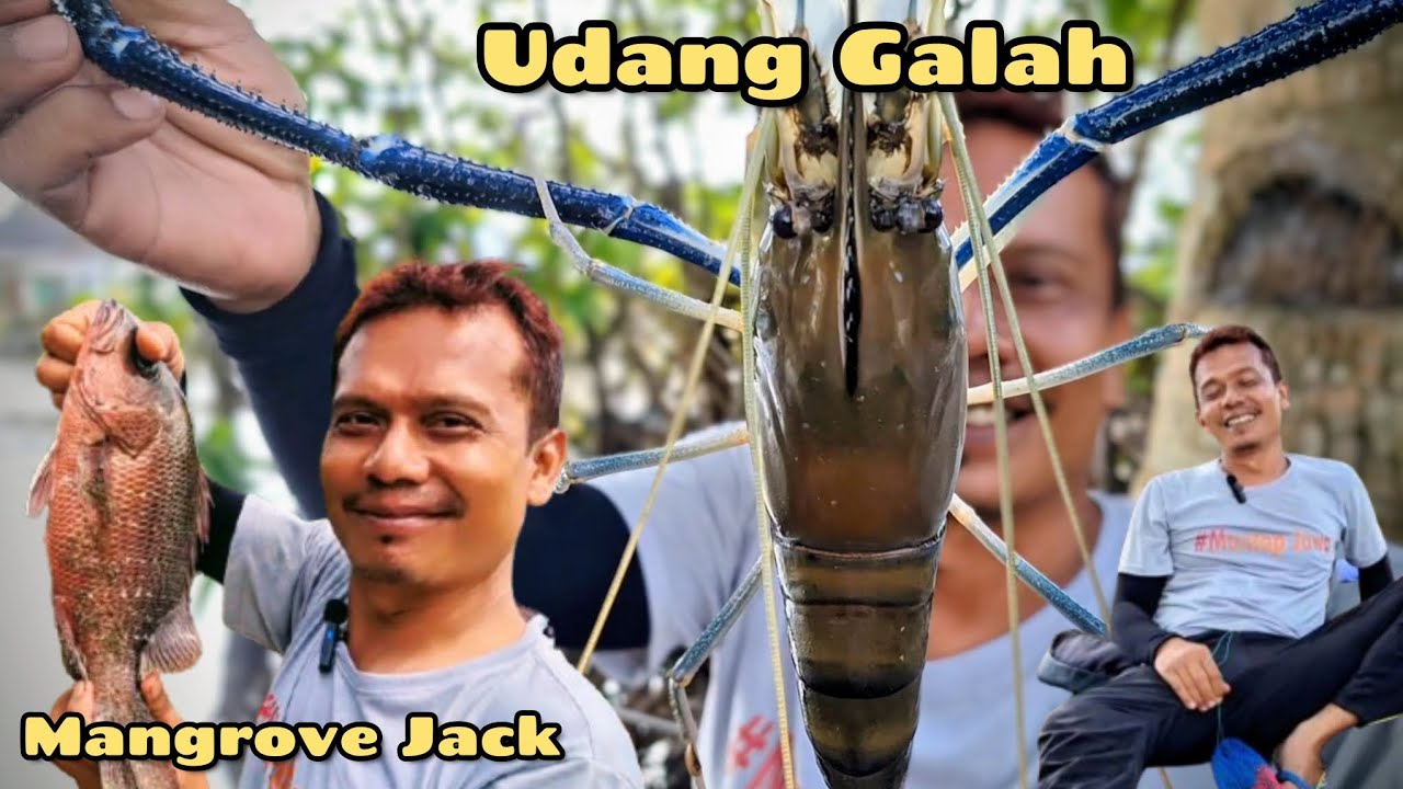SAMPAI LEMAS GEGARA STRIKE UDANG GALAH BESAR