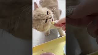 Feeding time for my little kitty. #cat #cute #kitten #cutecat #funny